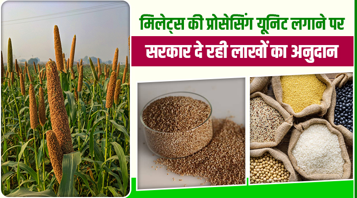 बिहार में मिलेट्स प्रोसेसिंग को मिलेगा बड़ा बढ़ावा: किसानों को मिलेगी मोटी सब्सिडी, जानें पूरी डिटेल