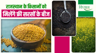 राजस्थान के किसानों को बड़ी सौगात: फ्री मिलेगा सरसों का उन्नत बीज, कम पानी में होगी दोगुनी कमाई