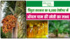 त्रिपुरा में Oil Palm की खेती: किसानों की कमाई का नया रास्ता, लग रहीं प्रोसेसिंग फैक्ट्रियां