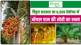 त्रिपुरा में Oil Palm की खेती: किसानों की कमाई का नया रास्ता, लग रहीं प्रोसेसिंग फैक्ट्रियां
