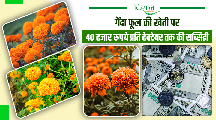गेंदा फूल की खेती से किसानों की आमदनी होगी दुगनी! सरकार दे रही 40 हजार रुपये प्रति हेक्टेयर अनुदान