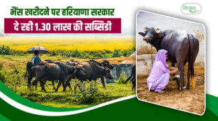 हरियाणा सरकार की डेयरी योजना से बढ़ाएं कमाई, भैंस खरीदने के लिए 1.30 लाख की आर्थिक मदद
