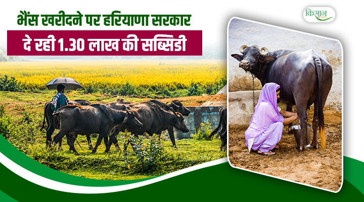 हरियाणा सरकार की डेयरी योजना से बढ़ाएं कमाई, भैंस खरीदने के लिए 1.30 लाख की आर्थिक मदद
