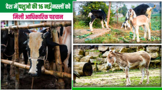 देशी पशुओं की नस्लों को मिली नई पहचान: कोप्पल गाय से लेकर तमिलनाडु का कोम्बई कुत्ता भी इस लिस्ट में