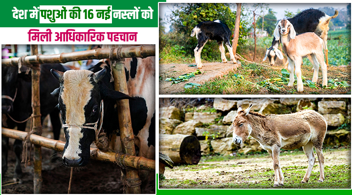 देशी पशुओं की नस्लों को मिली नई पहचान: कोप्पल गाय से लेकर तमिलनाडु का कोम्बई कुत्ता भी इस लिस्ट में