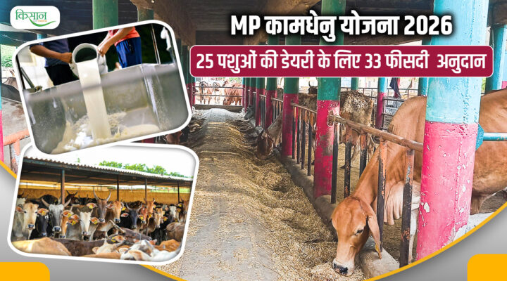 कामधेनु योजना: 25 दुधारू पशुओं पर मिलेगी 13 लाख तक की सब्सिडी, जानिए पूरा प्रोसेस