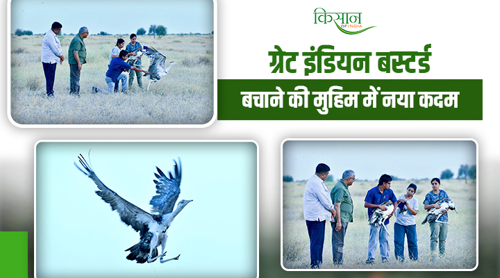 Great Indian Bustard
